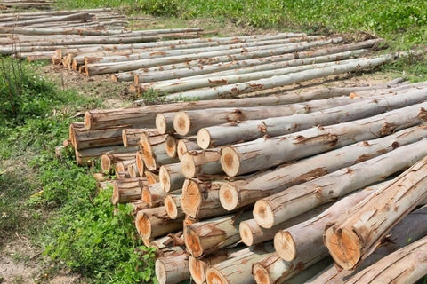 Ưu điểm của gỗ Bạch đàn và giá trị kinh tế