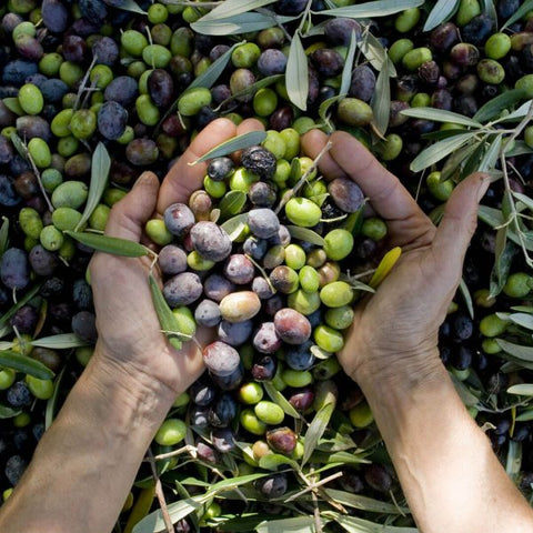 Dầu Olive Pomace Costa D'oro 250ml - Cty CP TM TAG Dầu Olive #