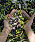 Dầu Olive Pomace Costa D'oro 500ml - Cty CP TM TAG Dầu Olive #
